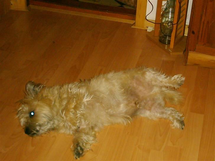 Cairn terrier Max - Afslapning. billede 2