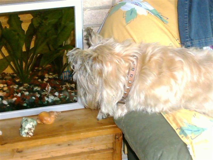 Cairn terrier Max - Max elsker alle dyr. billede 4