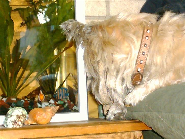 Cairn terrier Max - Han er helt forelsket i en blå plasticfisk! billede 5