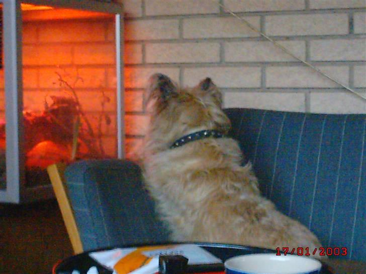 Cairn terrier Max - Gekkoen er da også sød. billede 6