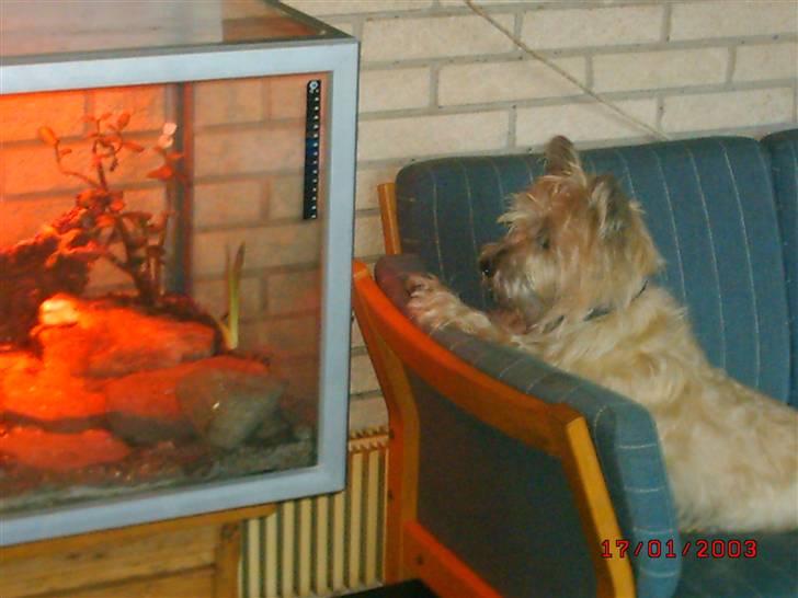 Cairn terrier Max - Måske den vil lege, tænker han nok. billede 7