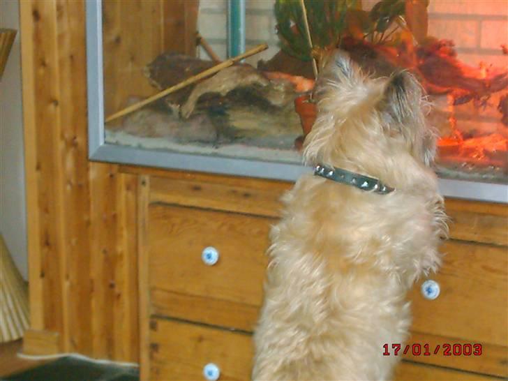 Cairn terrier Max - "kom nu ud og leg" billede 8