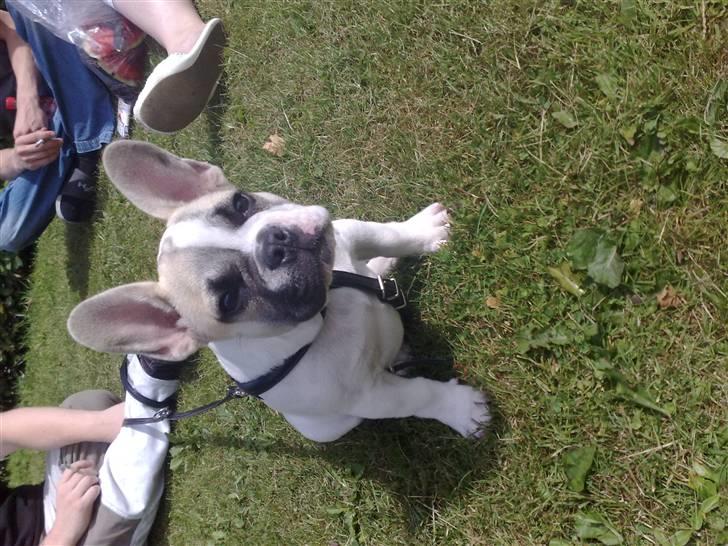Fransk bulldog Zumo - en tur i parken :) billede 1