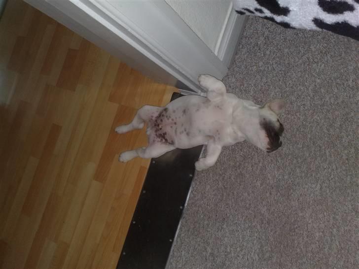 Fransk bulldog Zumo - Godt træt efter en lang dag i farmor´s have med hendes hund :) billede 2