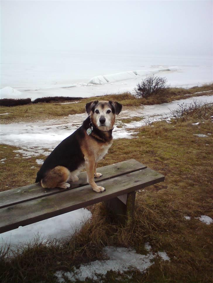 Blanding af racer Rocky - Velkommen til min profil:) billede 1