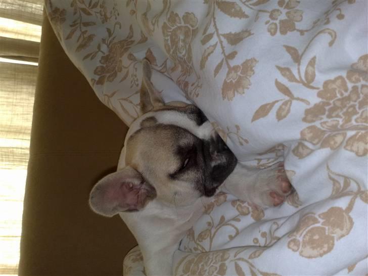 Fransk bulldog Zumo billede 3