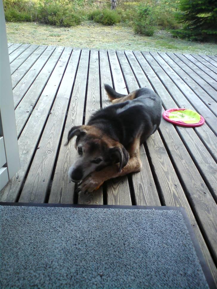 Blanding af racer Rocky billede 2