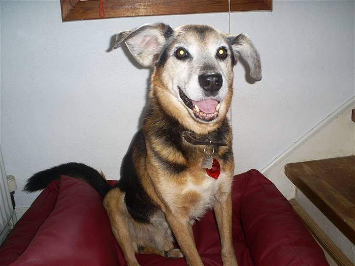 Blanding af racer Rocky billede 3