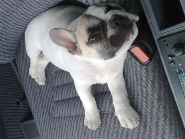 Fransk bulldog Zumo billede 4