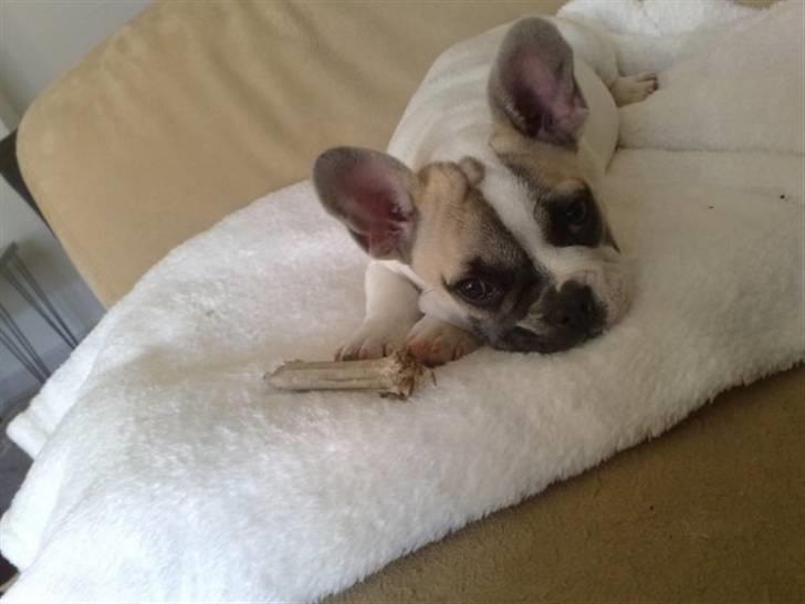 Fransk bulldog Zumo billede 5