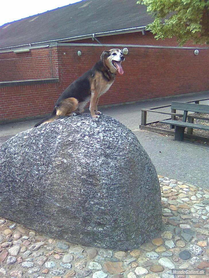 Blanding af racer Rocky billede 4