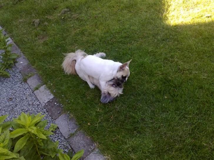 Fransk bulldog Zumo - leg med emma .. ( farmor´s hund ) billede 6