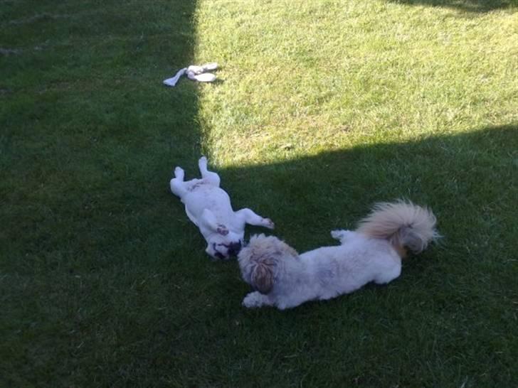 Fransk bulldog Zumo - leg med emma igen :) billede 7