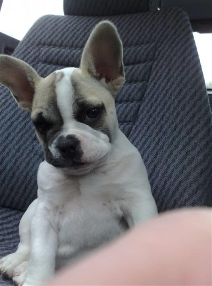 Fransk bulldog Zumo - ude at kører bil med far igen, ca 3mdr gammel .. billede 8
