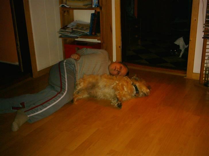 Cairn terrier Max - Simon og Max er bedste venner. billede 9