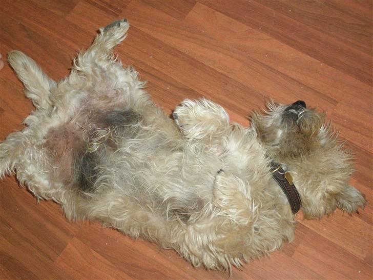 Cairn terrier Max - Ynglingsstilling :-) billede 10