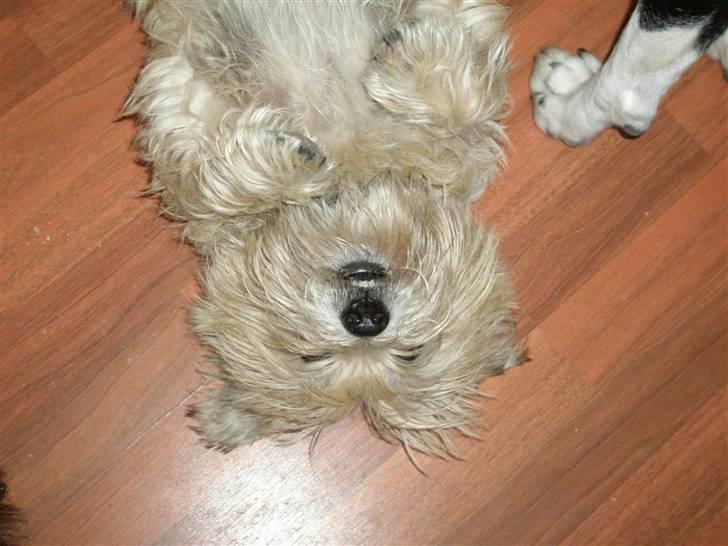 Cairn terrier Max billede 11