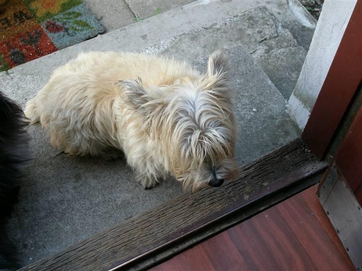 Cairn terrier Max - Min mor synes jeg skal klippes, det kan jeg da ikke forstå :-) Jeg fandt da indgangen :-) billede 12