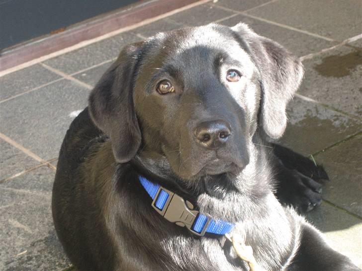 Labrador retriever Luka (ILOVEYOU)<3 - flotte mig billede 7