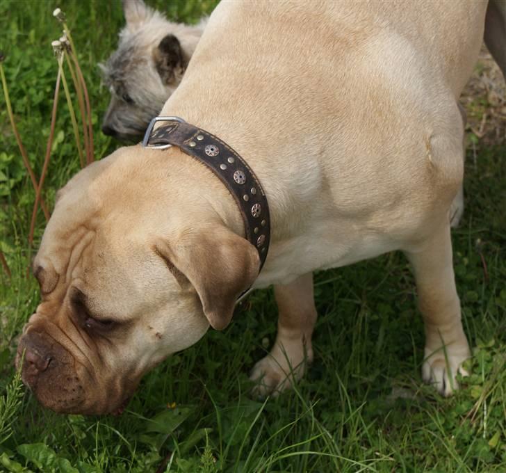 Bullmastiff Baby - kan du se hvad det er cassie ?  billede 7