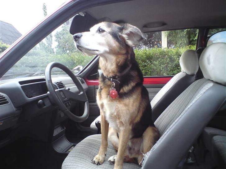 Blanding af racer Rocky - Skal vi ikke snart køre?? billede 5