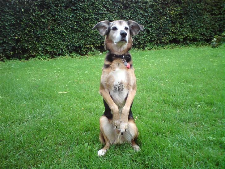 Blanding af racer Rocky - Sidder pænt. billede 6