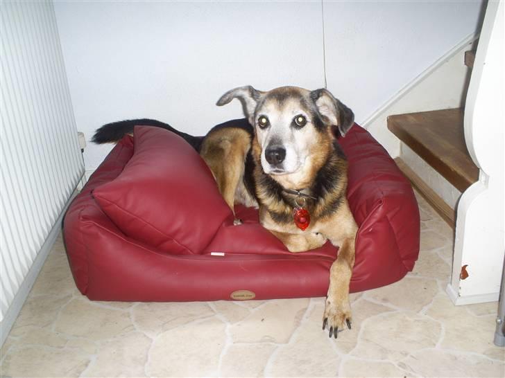 Blanding af racer Rocky - Aahhh min dejlige seng :) billede 7