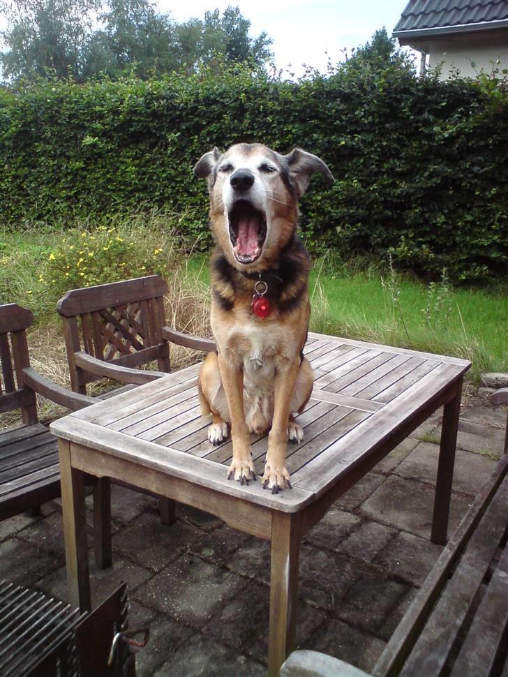 Blanding af racer Rocky - GAAAB! billede 8