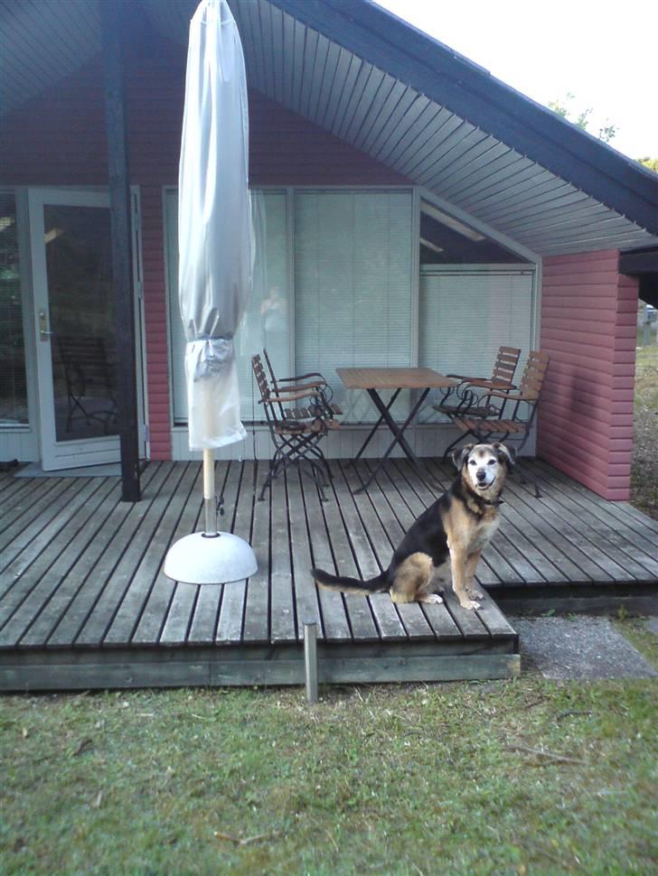 Blanding af racer Rocky - Hundeliv i sus og dus i sommerhus billede 10