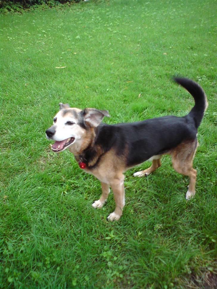 Blanding af racer Rocky billede 11