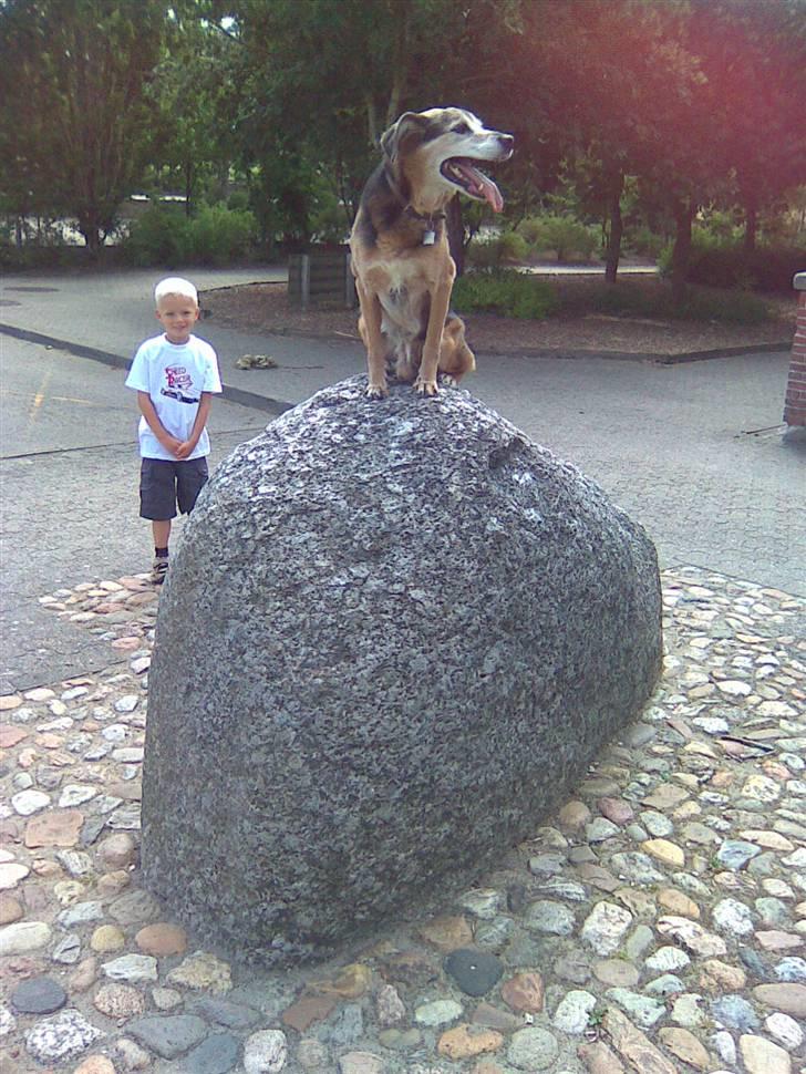 Blanding af racer Rocky billede 12