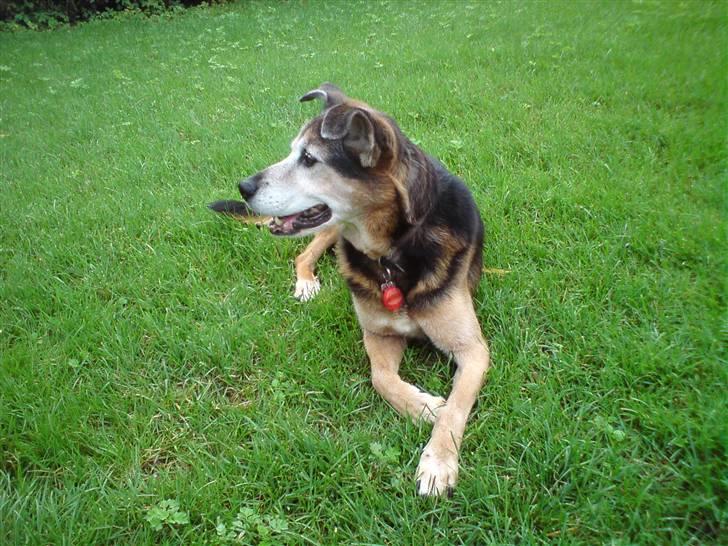 Blanding af racer Rocky billede 15