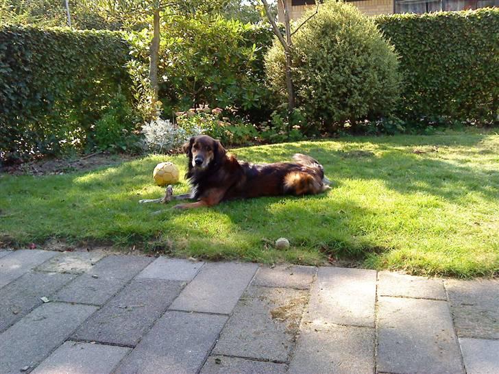 Blanding af racer Buster billede 3