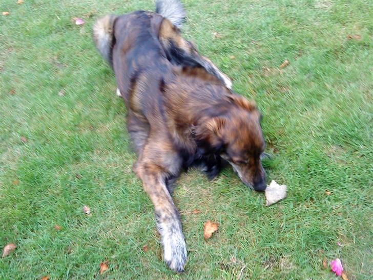 Blanding af racer Buster billede 4