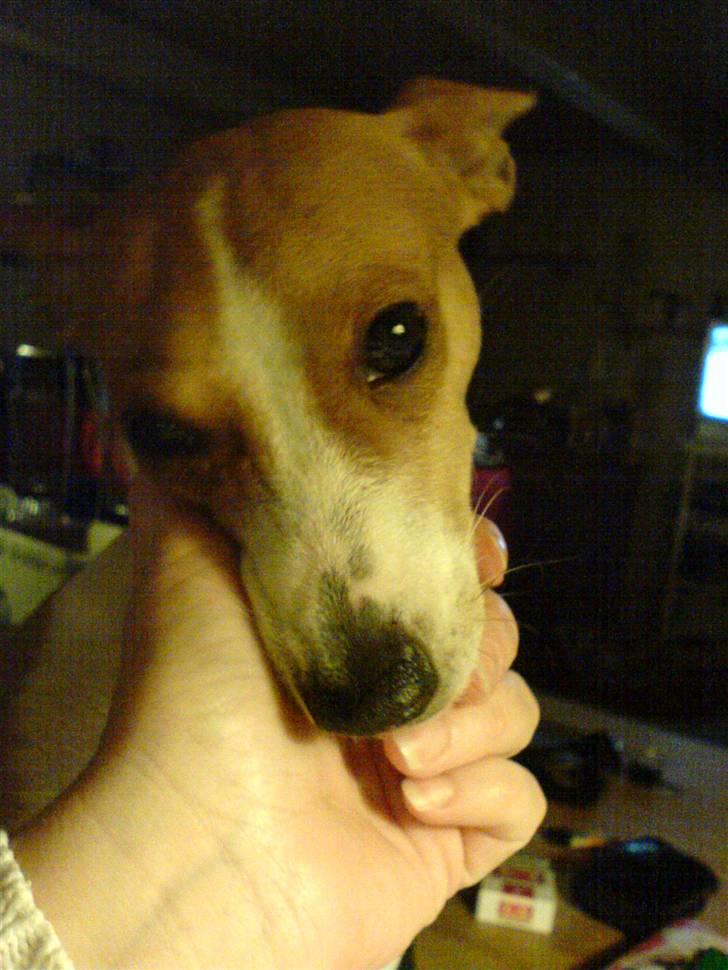 Dansk svensk gaardhund Rosa R.I.P :'( - Man kan vel ikke for man har charme ;) billede 6