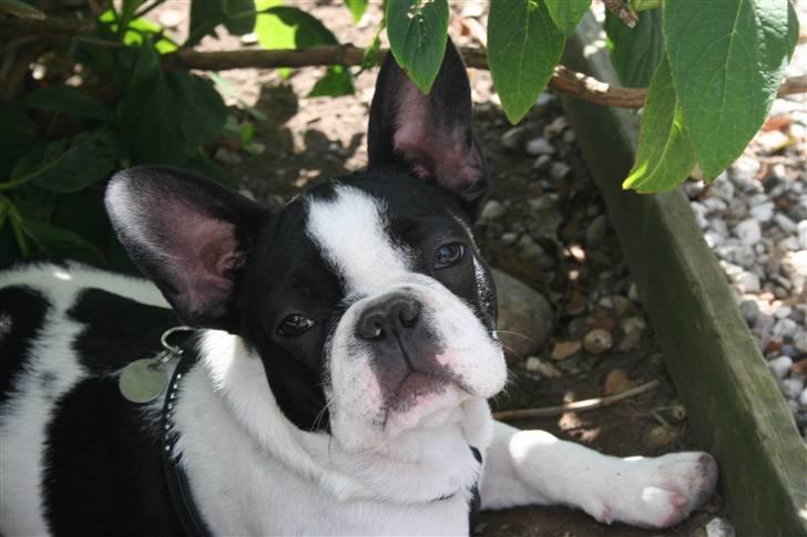 Fransk bulldog Basse billede 6