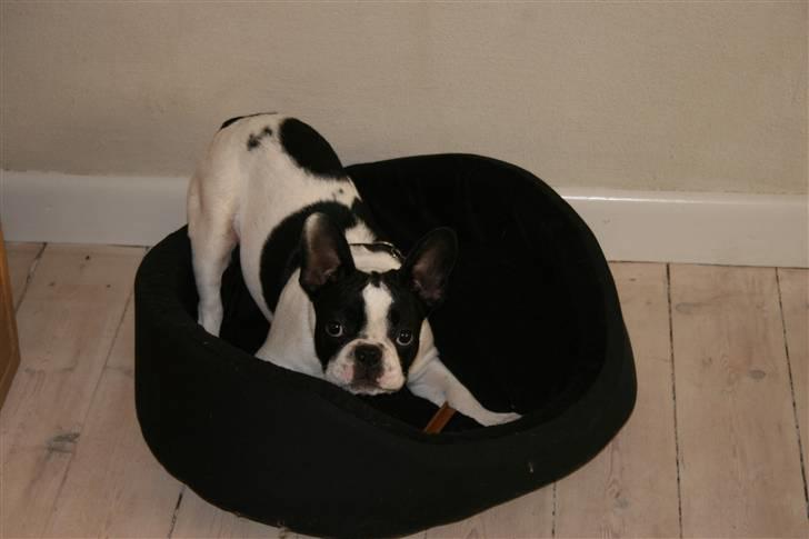 Fransk bulldog Basse billede 7