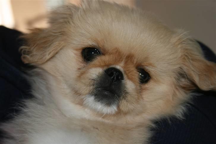 Pekingeser Fie - Fie, 11 uger gammel. billede 1
