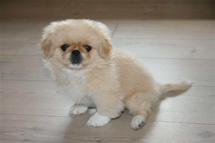 Pekingeser Fie - Jeg kan godt lide at sidde i køkkenet, måske falder der noget af. billede 2