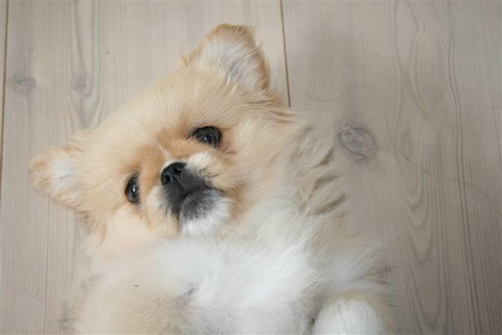 Pekingeser Fie - Her ligger jeg dejligt. billede 3
