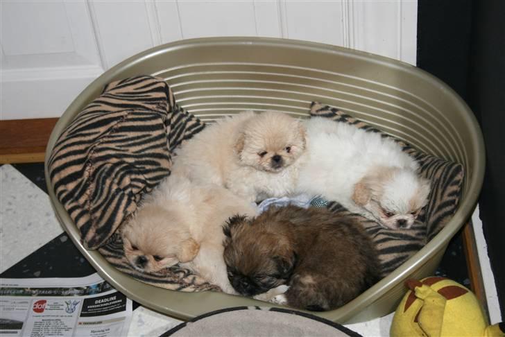 Pekingeser Fie - Fie, sammen med sine 3 brødre, 6 uger gammel. Det er hende til venstre billede 4