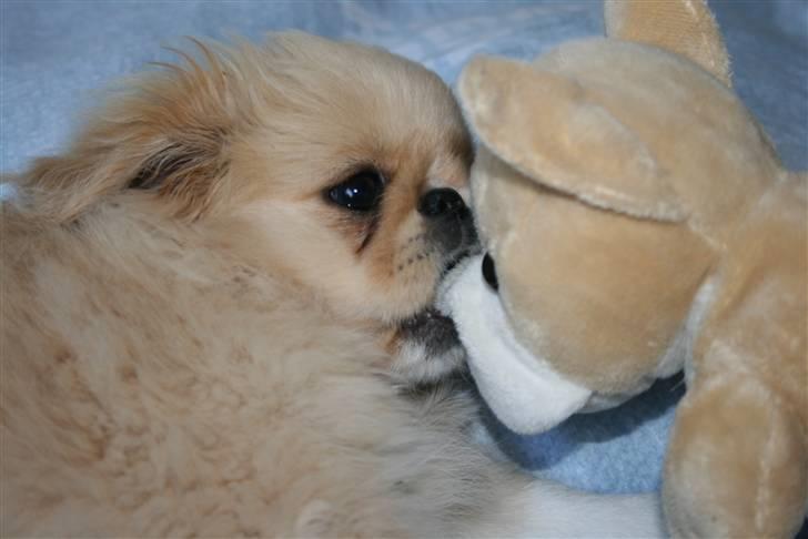 Pekingeser Fie - Fie og hendes bamse. billede 5