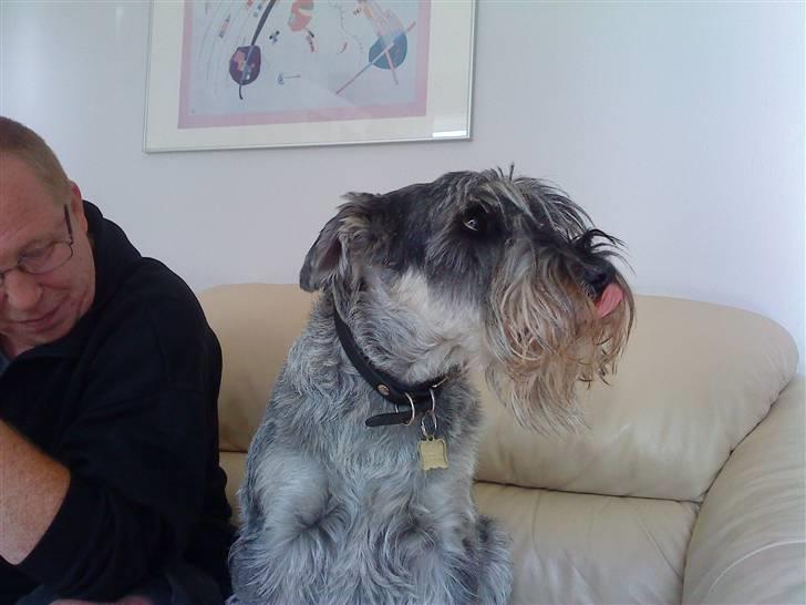 Mellemschnauzer Ozzy ( * Januar 2003 - + August 2013) billede 13