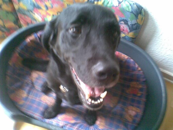 Labrador retriever Basse R.I.P billede 17