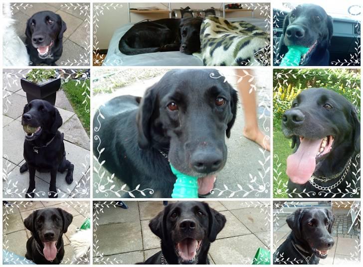 Labrador retriever Basse R.I.P billede 18