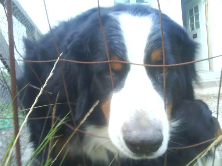 Berner sennenhund gainits asalie - mad?! xD billede 10