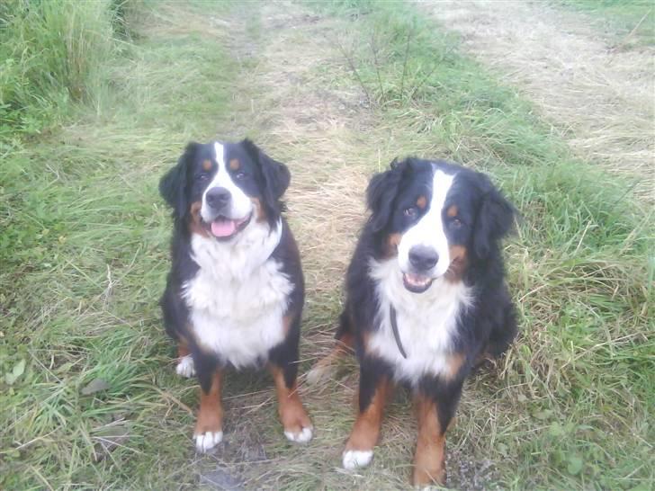 Berner sennenhund gainits asalie - gaia med hendes "søster" de er så søde sammen! billede 11