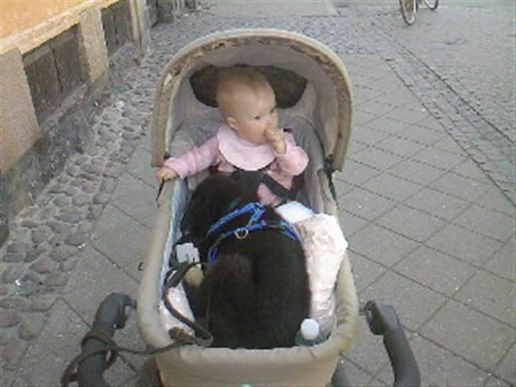 Schæferhund Jen-Ager's Jasko R.I.P - man kan jo blive træt billede 4