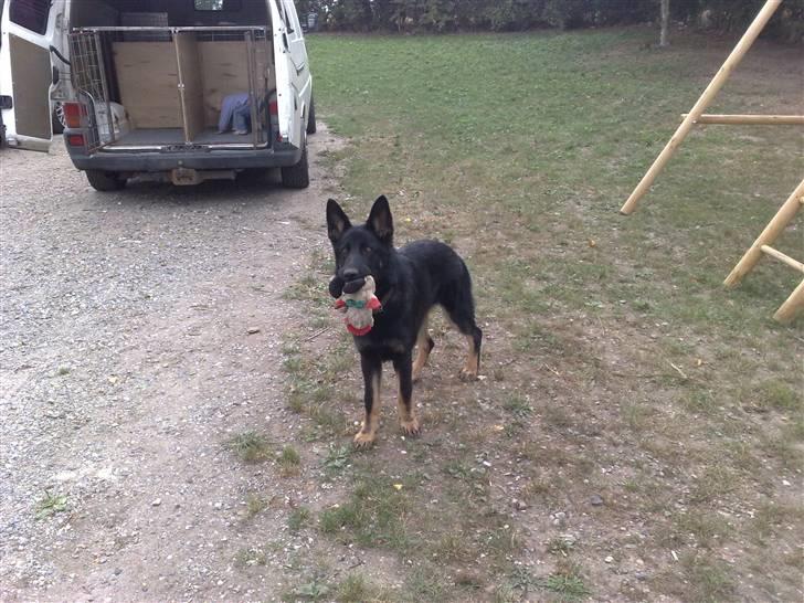 Schæferhund Jen-Ager's Jasko R.I.P - 6 mdr billede 5