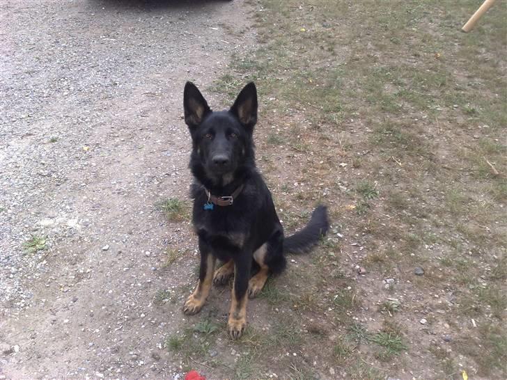 Schæferhund Jen-Ager's Jasko R.I.P - 6 mdr billede 6